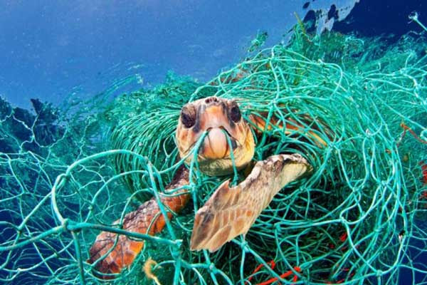 Sea turtle caught in a drift gill net